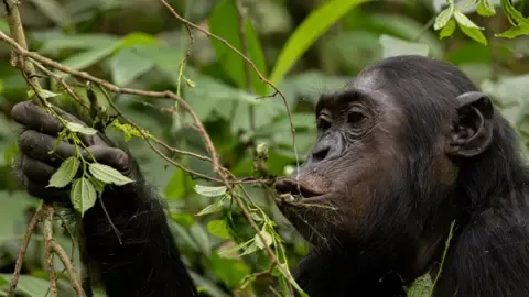 Wild Chimps Drinking a Daily Dose of an Alcoholic Beverage Per Day from Fermented Fruits, Study Finds