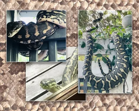 Accepting my Snakes in My Ceiling: A Journey from Fear to Fascination