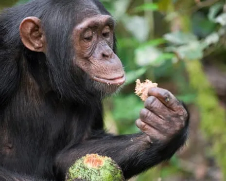Chimpanzees Consume Everyday Ethanol Comparable to a Lager from Ripe Fruit